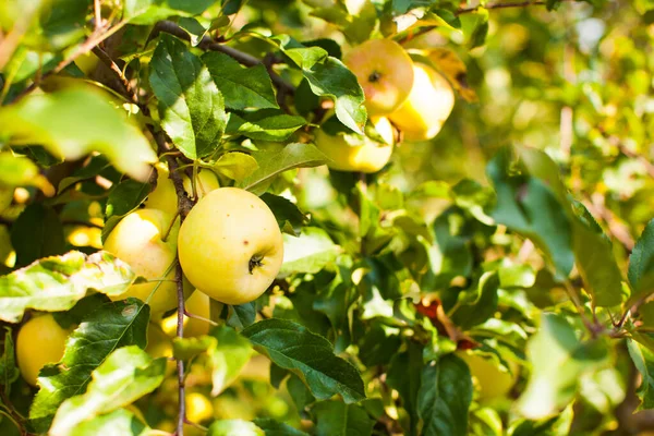 Gezonde Biologische Appels close-up op de tak — Stockfoto