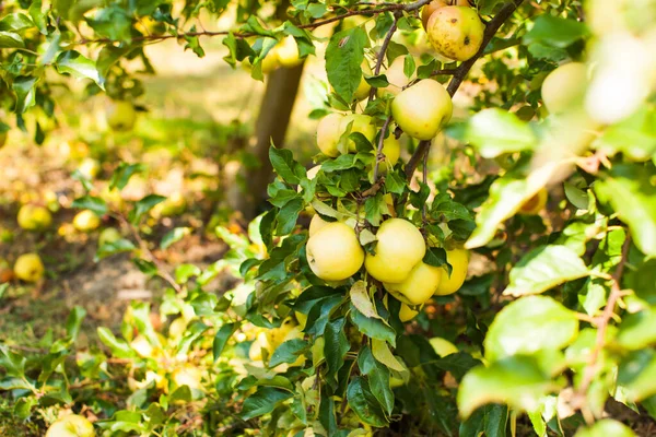 Yellow Apples close up on the branch at the garden — Stock Photo, Image