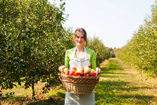 Ładna kobieta trzyma koszyk z jabłkami. — Zdjęcie stockowe