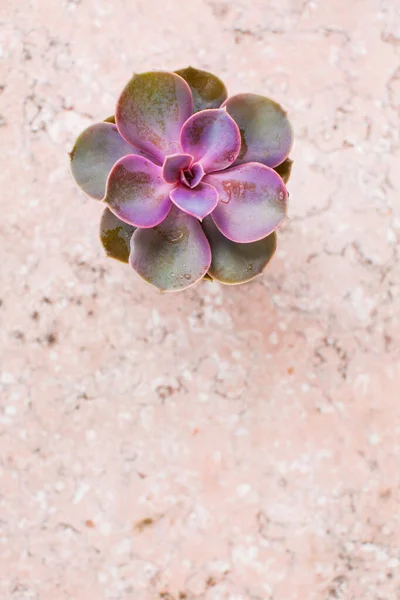 Suculenta perenne en la vista superior de mármol rosa — Foto de Stock