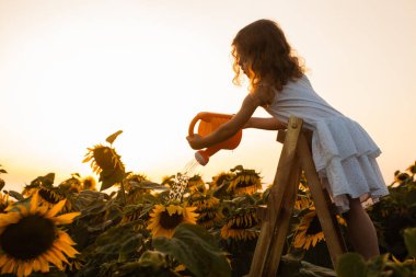 Kız tarladaki ayçiçeklerini umursuyor.