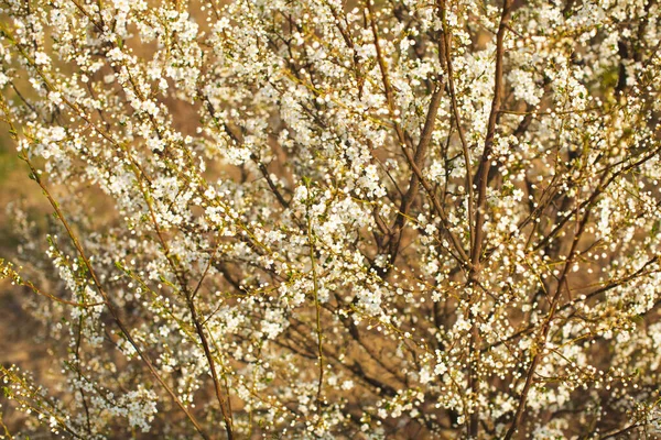 Fondo de la naturaleza con flores blancas en flor en el día de primavera . — Foto de Stock