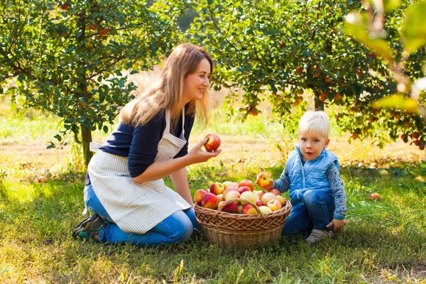 แม่และเด็กมีความสุขเก็บแอปเปิ้ลในฟาร์มในฤดูใบไม้ร่วง . — ภาพถ่ายสต็อก