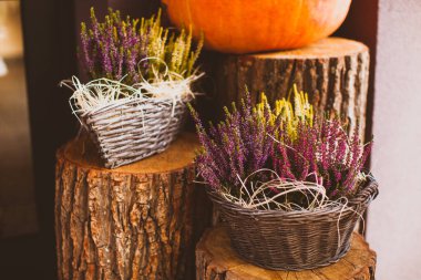 Bahçe merkezi. Kenevir çiçekleri ve turuncu balkabaklarıyla süslenmiş veranda.