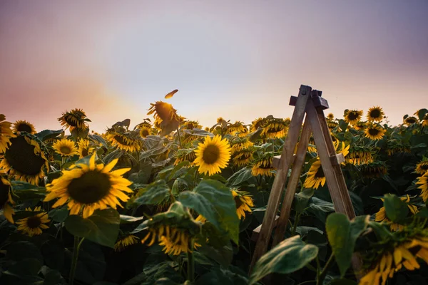 Escada de madeira para o céu em girassóis prado ao pôr do sol . — Fotografia de Stock