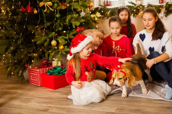 Barn leker med hunden under julgranen. — Stockfoto