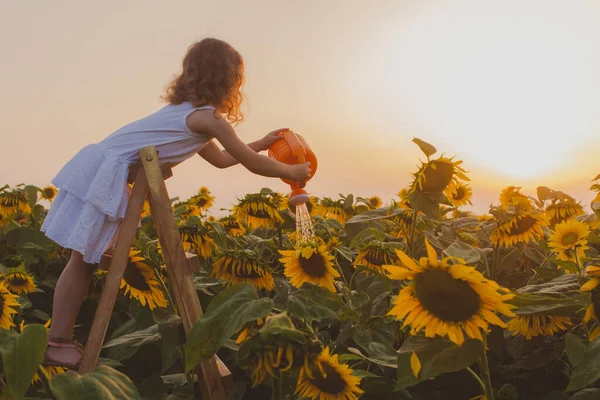 Дитина в полі соняшників поливає їх — стокове фото