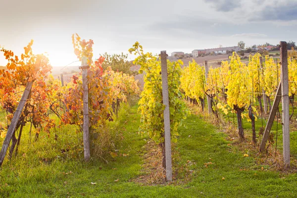 Заброшенная осенью плантация старых виноградников — стоковое фото