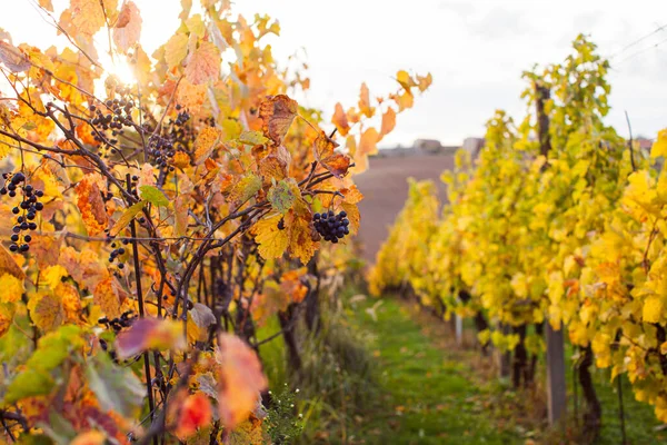 Вид рядами виноградников в осенних цветах — стоковое фото