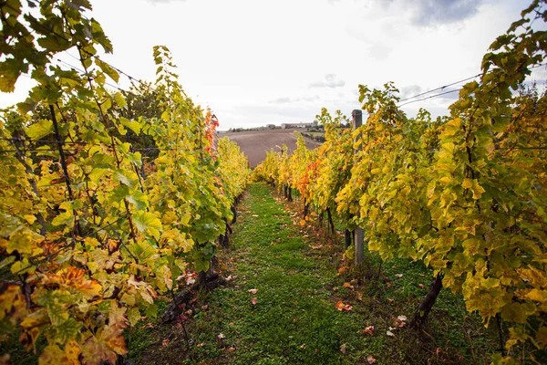 Prachtig landschap van de rijpe herfstwijngaarden — Stockfoto