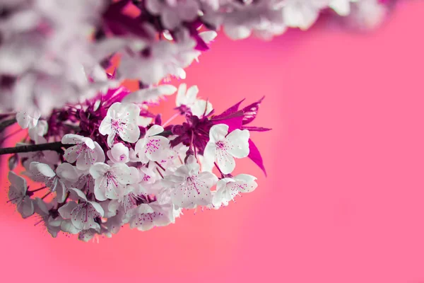 Çiçek açan ağaç dallı pankart, boşluğu kopyala — Stok fotoğraf