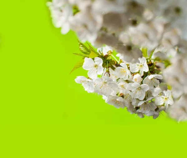 Jasny kolor natura wiosna design do dowolnych celów — Zdjęcie stockowe
