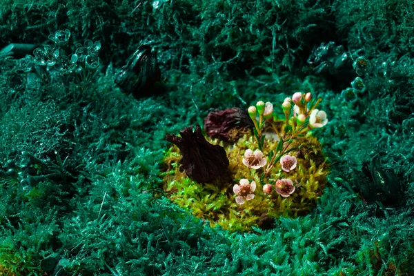 Musgo verde e grama com pequenas flores no centro — Fotografia de Stock