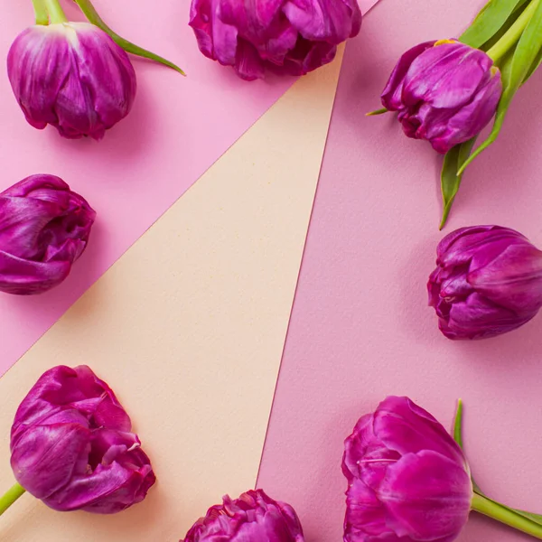 Tulipani rosa alla moda con uno spazio di copia per congratulazioni — Foto Stock