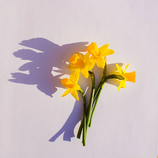 Bouquet of daffodils isolated on white background — Stock Photo, Image