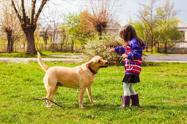 Девушка играет с золотистым ретривером на зеленой траве — стоковое фото