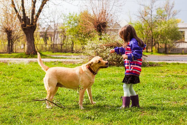 Mädchen spielt mit Golden Retriever draußen auf grünem Gras — Stockfoto