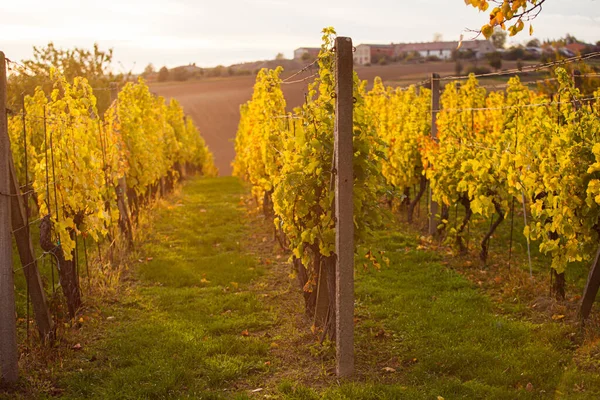 Die Anpflanzung der reifen Trauben im Herbst — Stockfoto