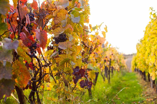 Fascinerende kleuren van de herfstnatuur op de wijngaard — Stockfoto