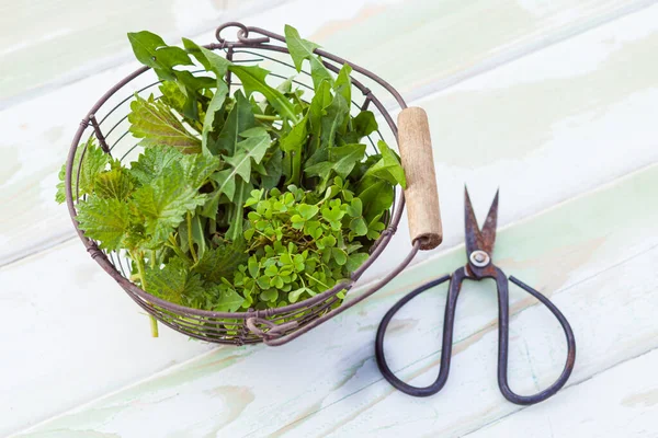 Grüne Brennnessel, Löwenzahn und Klee aus dem Garten — Stockfoto