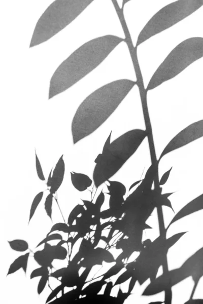 Schaduwen van groene planten op witte achtergrond — Stockfoto