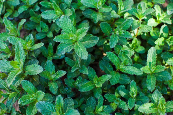 Top view fresh mint leaves growing outdoors — Stock Photo, Image