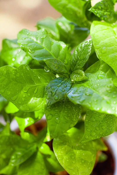 Feuilles de café vert avec gouttes d'eau, gros plan — Photo