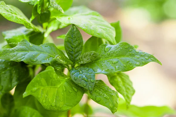 Vízcseppekkel borított kávénövény zöld levelei — Stock Fotó