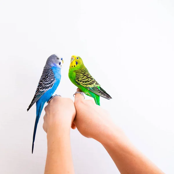 O primeiro conhecimento de um papagaio macho com uma fêmea — Fotografia de Stock
