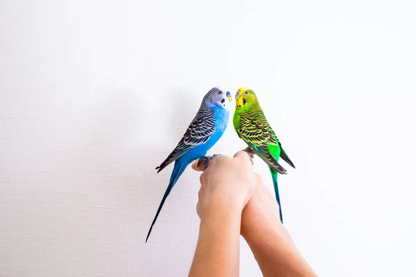 O conceito de sentir amor nos papagaios — Fotografia de Stock