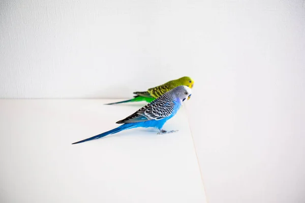 The pair of parakeets Melopsittacus undulatus are sitting on the white table — Stock Photo, Image