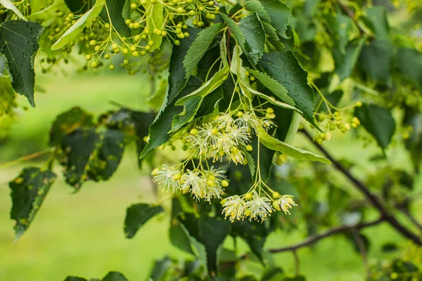 The linden flowers for brewing healing tea — Stock Photo, Image