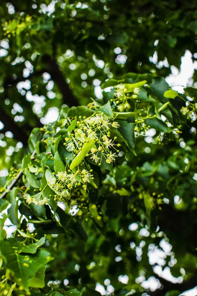 Větvička lípy s hojným nadýchaným kvetením — Stock fotografie