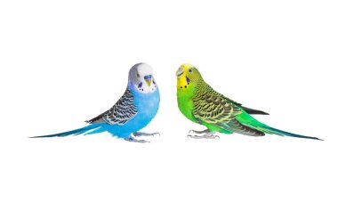 Two parrots with magnificent plumage sit opposite each other clipart