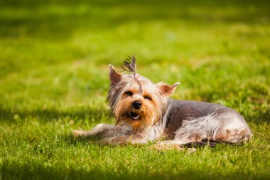 Bahçede dinlenen sevimli bir köpek.