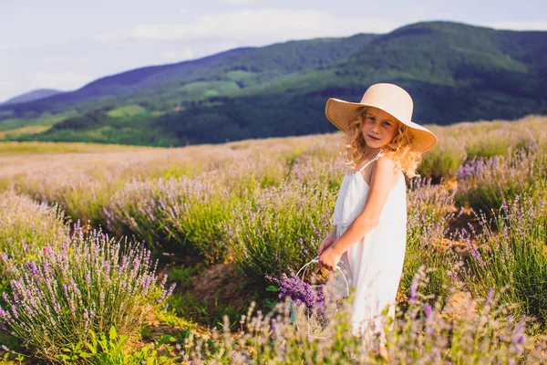 Das kleine Mädchen sammelt Blumen auf einem Lavendelfeld — Stockfoto