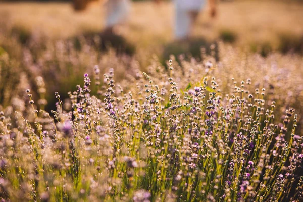 Plantagen där underbar lavendel odlas — Stockfoto