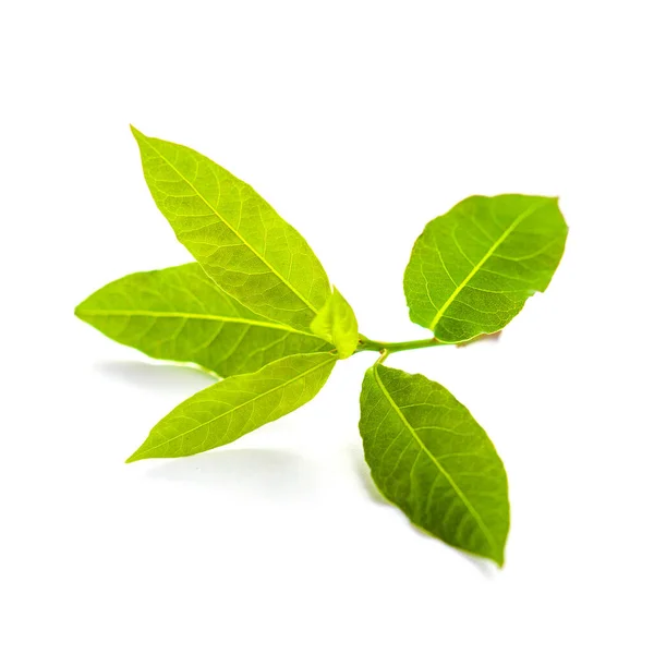 흰 배경에 따로 떨어져 있는 싱싱 한 만 (灣) 잎 — 스톡 사진