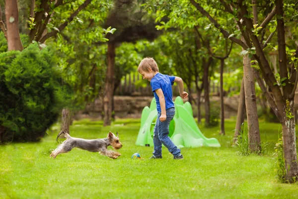 Obekymrad barndom med en favorit hund Yorkshire Terrier — Stockfoto