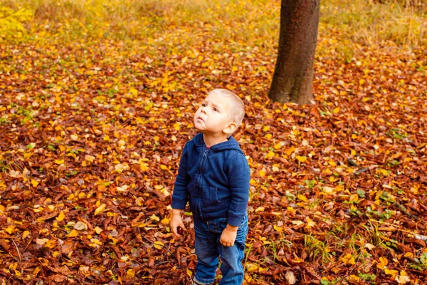 可愛いです悲しい幼児男の子で秋の森 — ストック写真