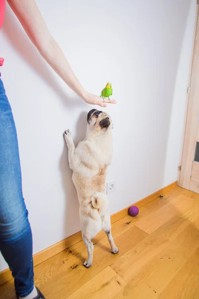 Žena trénuje svého psa, aby neútočil na papouška. — Stock fotografie