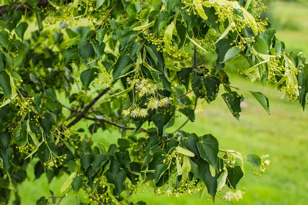 The linden flowers is used to make medicines — Stock Photo, Image