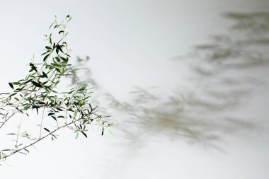 Beyaz duvardaki süslü gölgeler, boşluğu kopyala