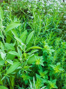 Çiftlikte yetişen farklı türde mutfak otları.