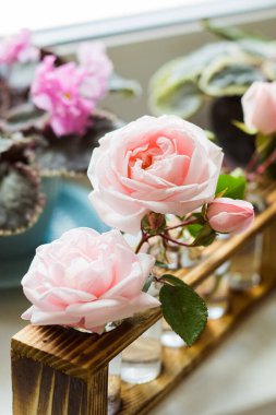 Spa tedavileri için güzel kokulu gül yağı