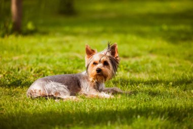 Komik Yorkshire teriyeri yaz parkında yatıyor.