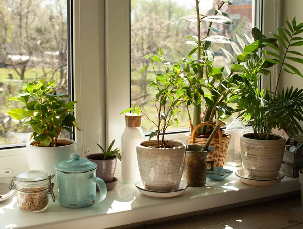 別の植物のセットはまだ台所の窓を飾ることです。 — ストック写真