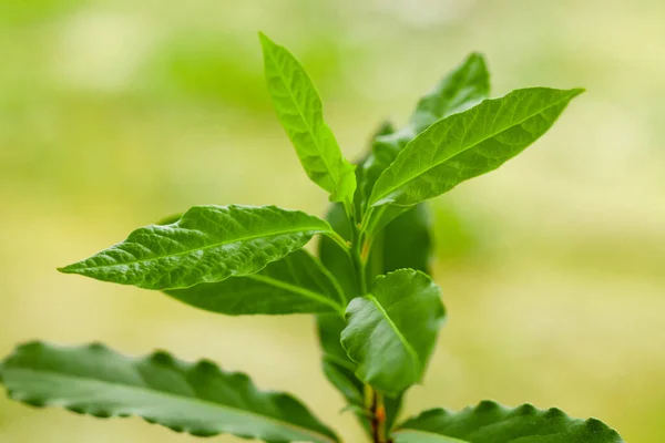 Frisches Lorbeerblatt wächst im Garten — Stockfoto