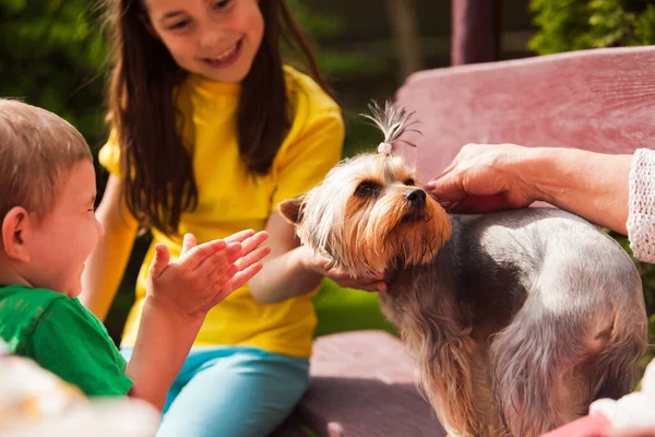 The first acquaintance of children with the Yorkshire terrier — Stock Photo, Image
