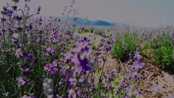 Цветущие лавандовые цветы, качающиеся на ветру — стоковое видео